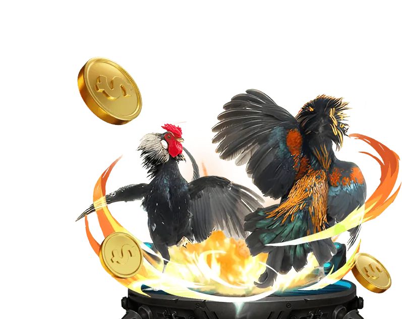 Đá gà cựa dao kịch tính